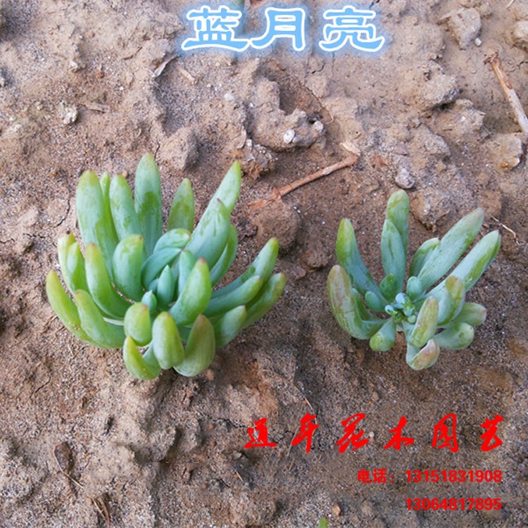 多肉迷你盆栽植物 藍(lán)月亮多肉 景天科 室內(nèi)觀賞盆栽 桌面防輻射