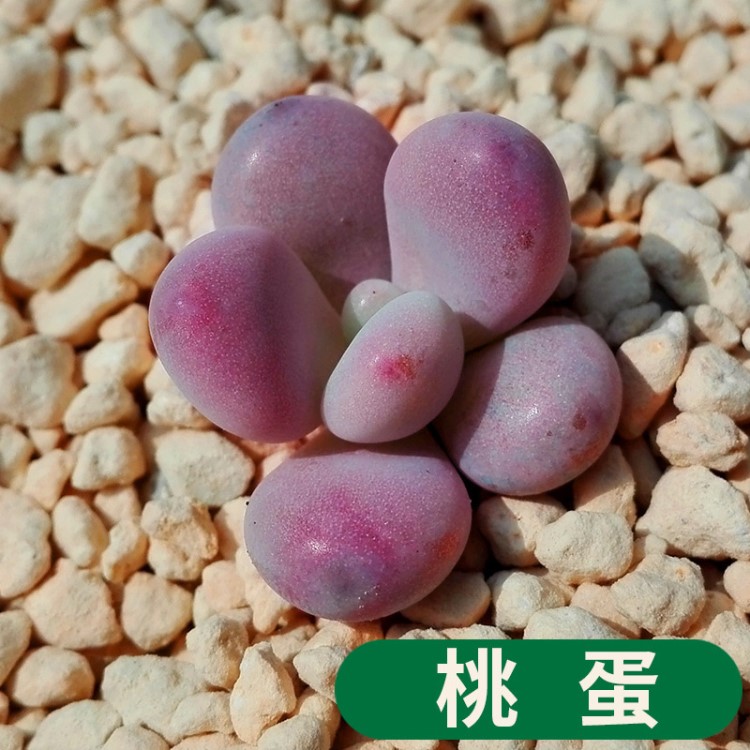 多肉植物 桃蛋 又名桃之卵 盆栽綠植花卉盆花組合多肉盆景D