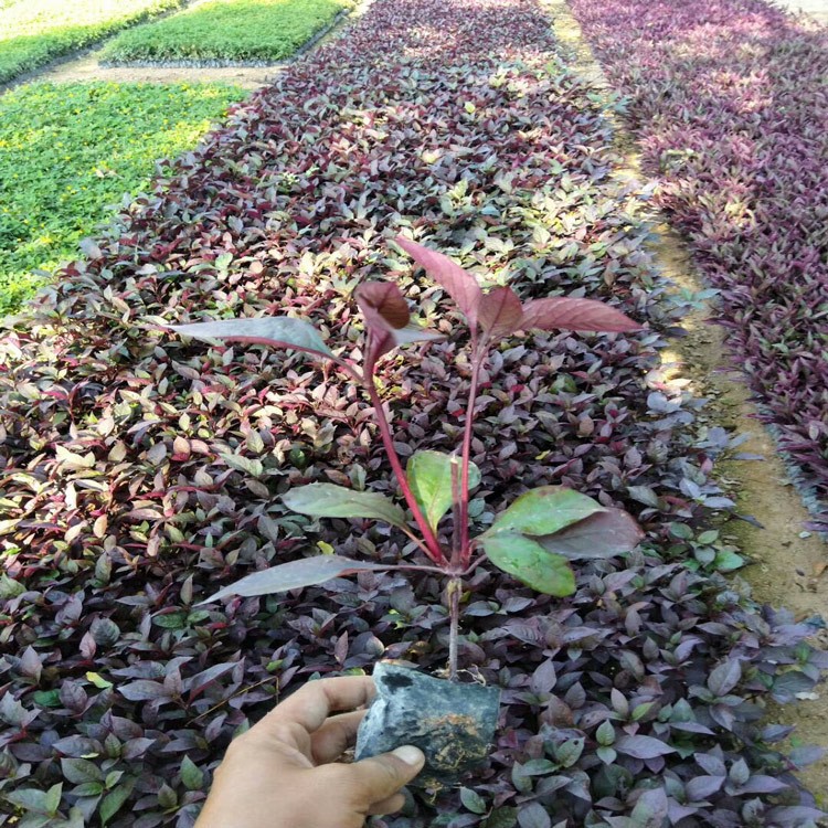 綠化植物 果樹苗木工程類 紅草 色塊植物 庭院植物紅草地被苗