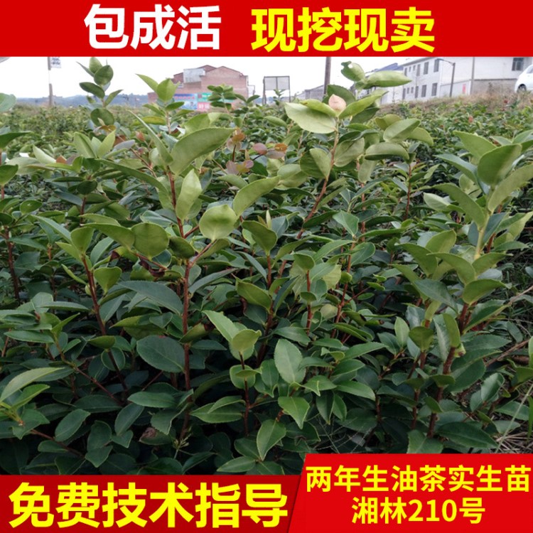 廠家批發(fā) 好品質(zhì) 兩年實(shí)生油茶苗