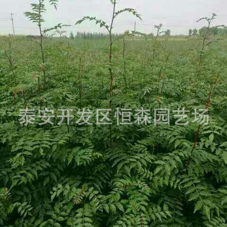 九葉花椒苗根系好成活率量高花椒苗現(xiàn)貨現(xiàn)發(fā)量大優(yōu)惠花椒苗