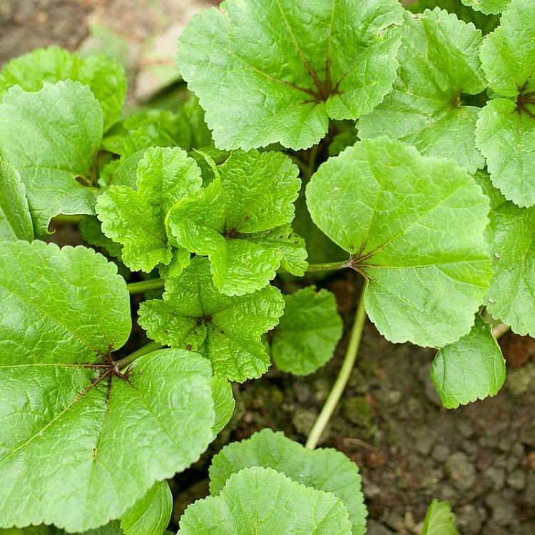 馬蹄葉野生馬蹄草東北特產(chǎn)北橐吾山野菜特種蔬菜種子種苗四季包郵