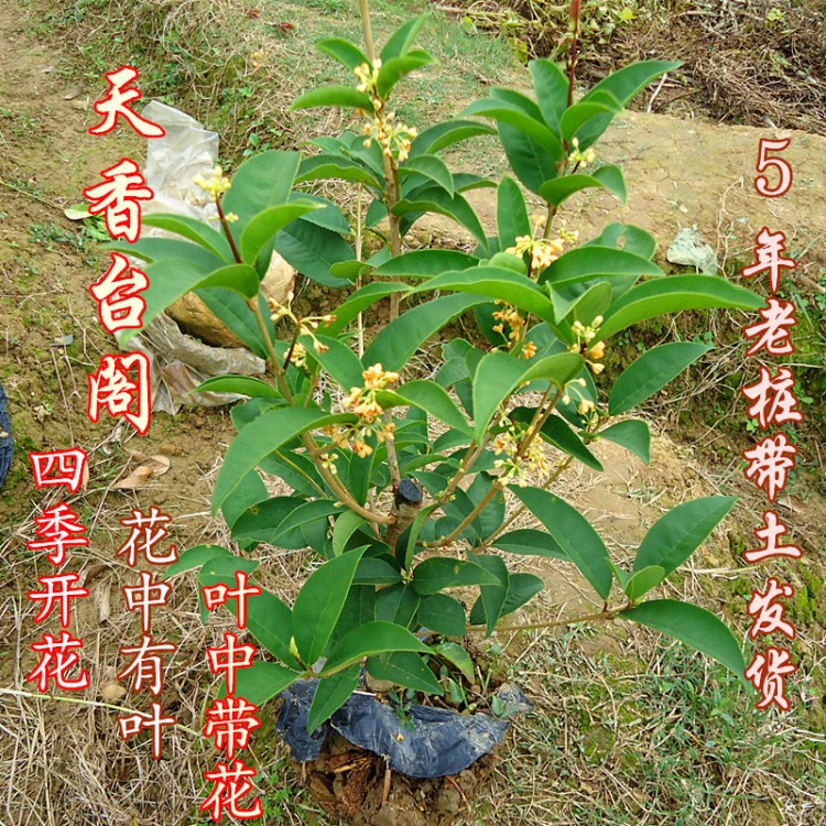 桂花樹苗盆栽四季月月開花濃香型天香臺閣桂花樹樁陽臺帶土球發貨