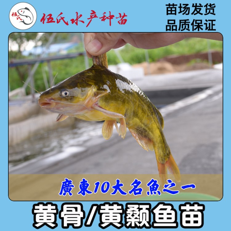 伍氏水產(chǎn)批發(fā)黃骨魚苗 黃顙魚苗 黃辣丁 全雄黃骨魚 雜交黃骨魚苗