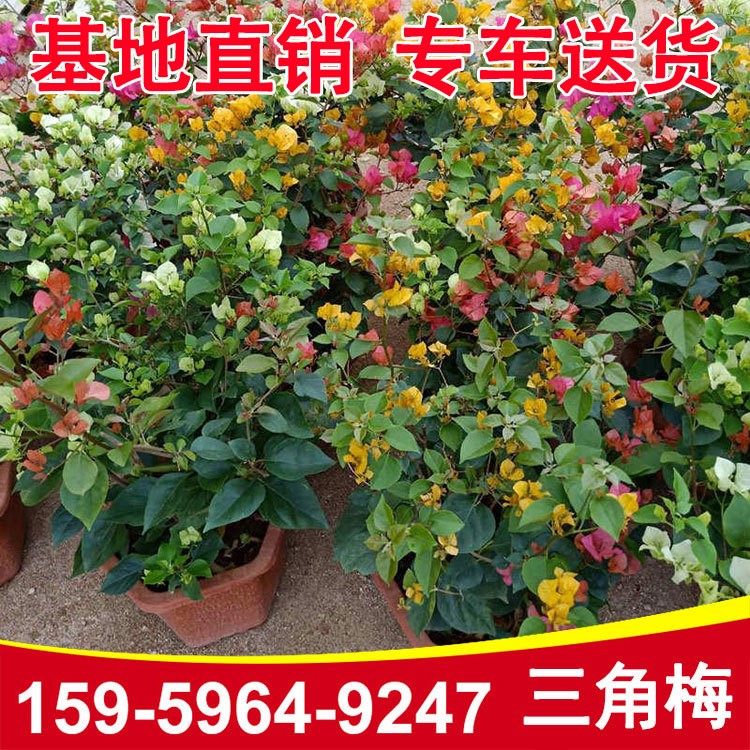 三角梅袋苗 福建三角梅基地直銷 三角梅小苗 產地直銷