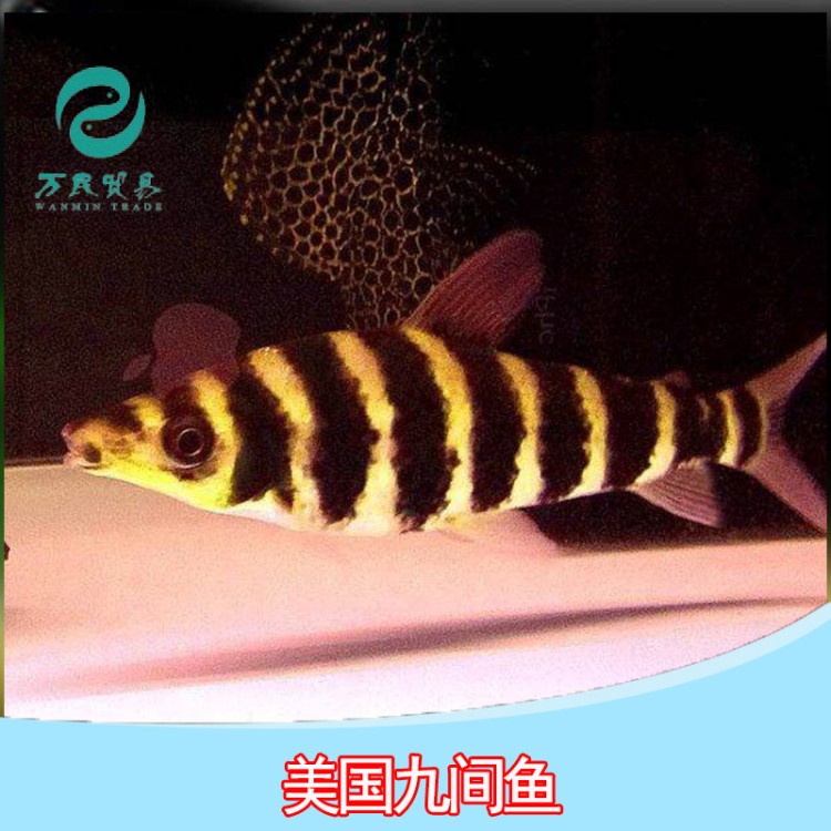 美國九間魚 黑九間淡水熱帶魚觀賞魚活體