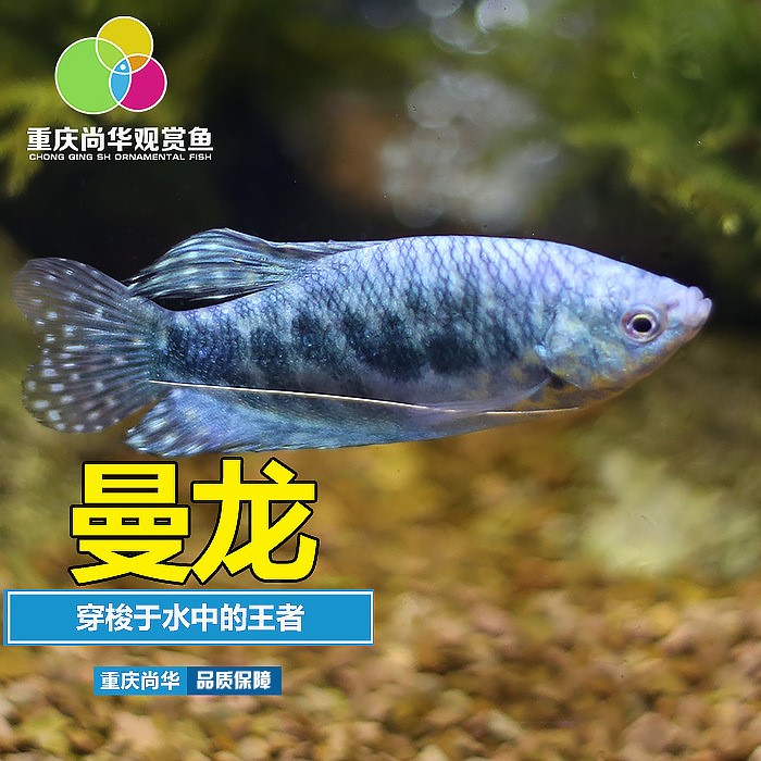 漁場(chǎng)養(yǎng)殖批發(fā)觀(guān)賞魚(yú)熱帶魚(yú) 藍(lán)曼龍黃曼龍魚(yú)活體 淡水小寵魚(yú)活體