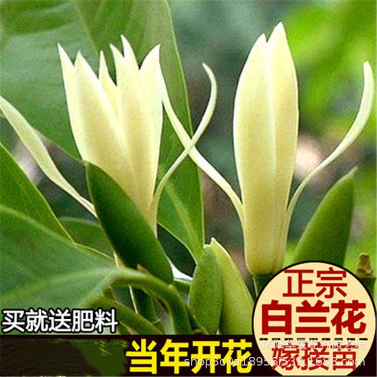 白兰花盆栽植物室内浓香庭院四季阳台大型绿植白玉兰花黄角兰包邮