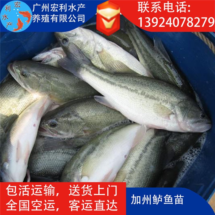 【漁場(chǎng)直銷】2019頭批加州鱸魚苗 3-5厘米優(yōu)鱸魚苗 大口黑鱸魚苗