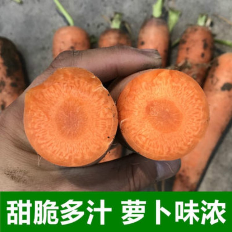 新鲜胡萝卜5斤装包邮 带泥红萝卜农家现挖新鲜水果蔬菜宝宝辅食