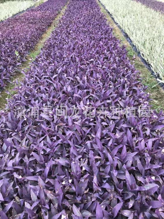 福建紫花鴨趾鴨舌草基地直銷批發(fā)地被袋苗 行道庭院園林綠化景觀