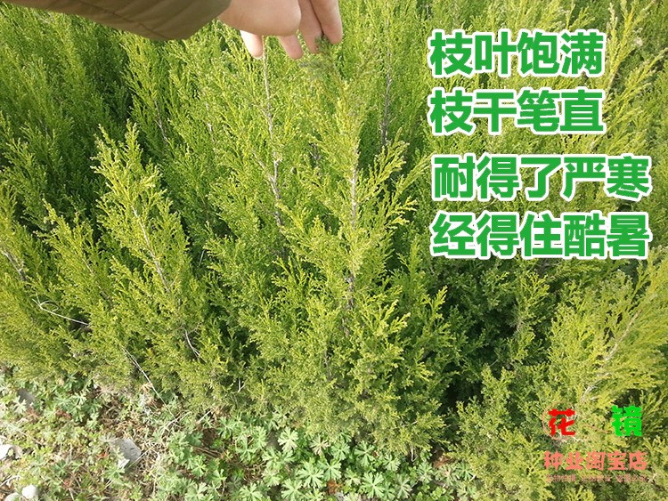 塔柏树苗侧柏松扫墓树苗松树苗墓地柏树蜀桧清明松宝塔松龙柏桧柏