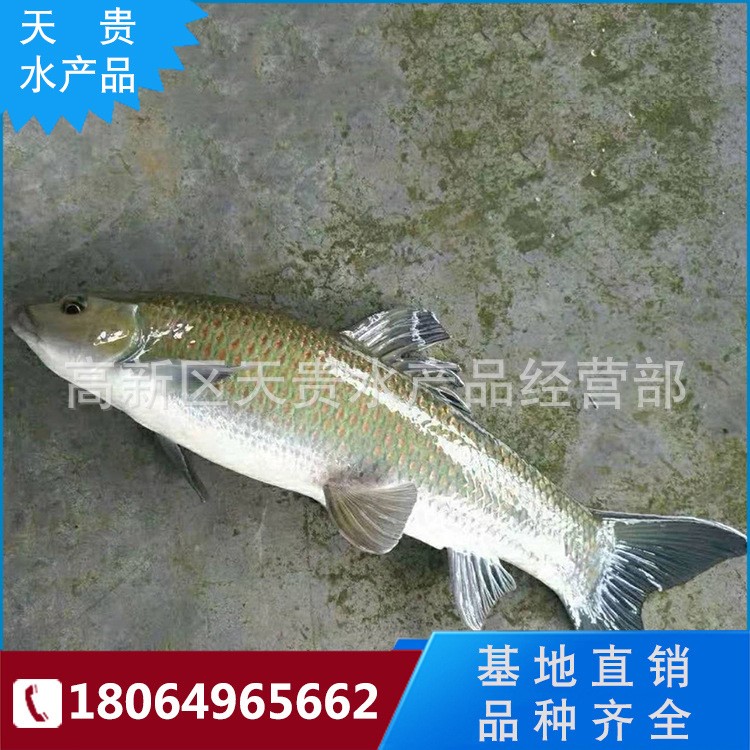 【廠(chǎng)家銷(xiāo)售】鮮活魚(yú)苗 華鯪魚(yú)苗 青龍棒魚(yú)苗 水產(chǎn)養(yǎng)殖魚(yú)苗 批發(fā)