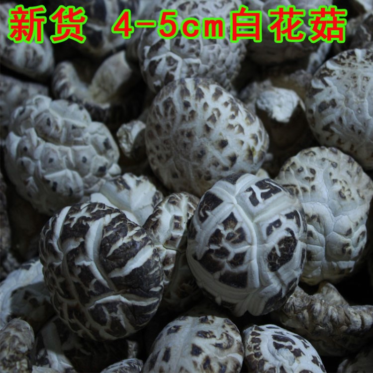 4&mdash;5cm白花菇 white flower mushroom 厚冬菇 剪腳花菇供應(yīng)出口