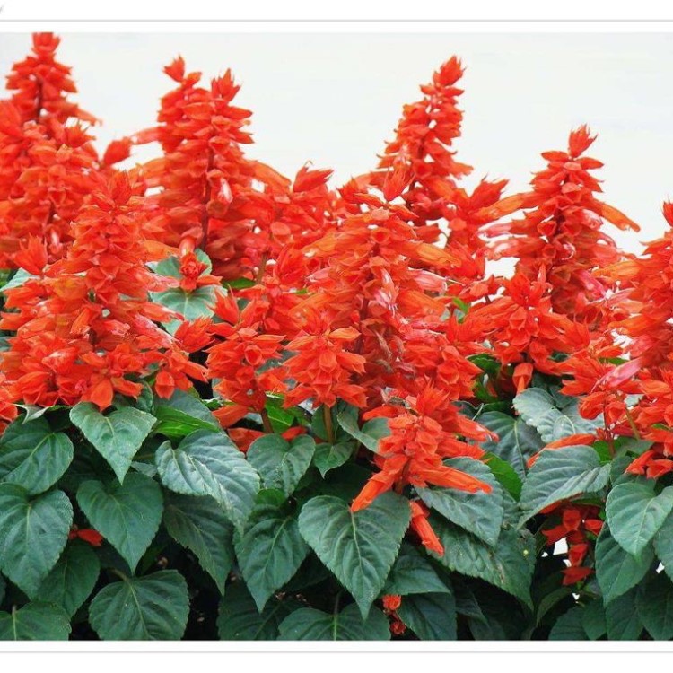 出售草花時令花一串紅盆栽適合花海工程綠化小區公園單位租擺