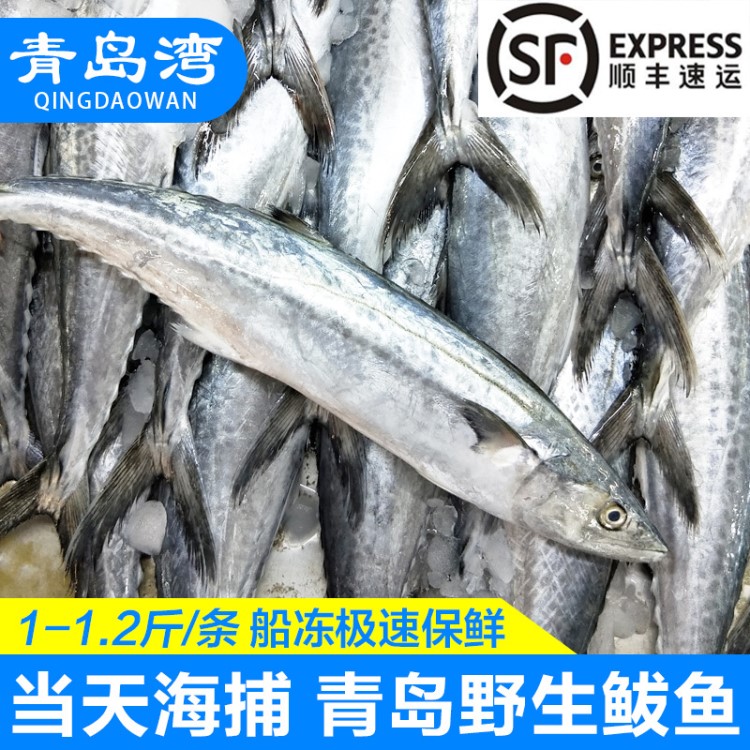 青島特產(chǎn)海捕野生大馬鮫魚新鮮大鲅魚3條海鮮水產(chǎn)鮮活冷凍海魚