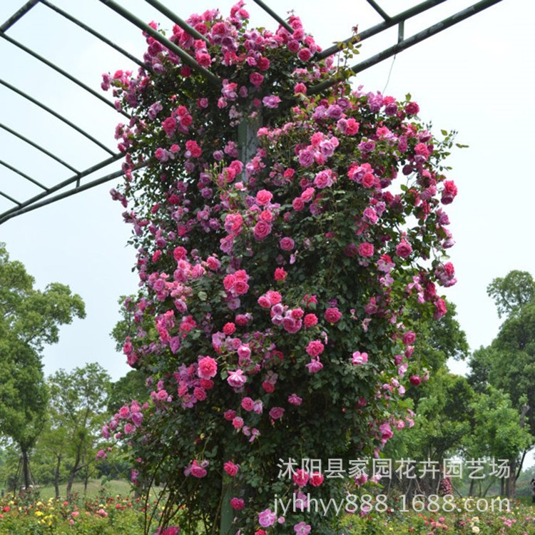 基地直銷月季苗大遊行月季花苗庭院別墅美化藤本月季爬藤植物