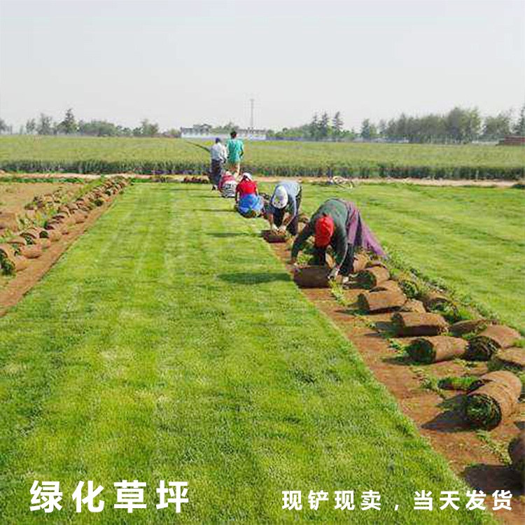 綠化草坪草皮  混播草坪 果嶺草 臺(tái)灣二號(hào) 四川成都基地直銷