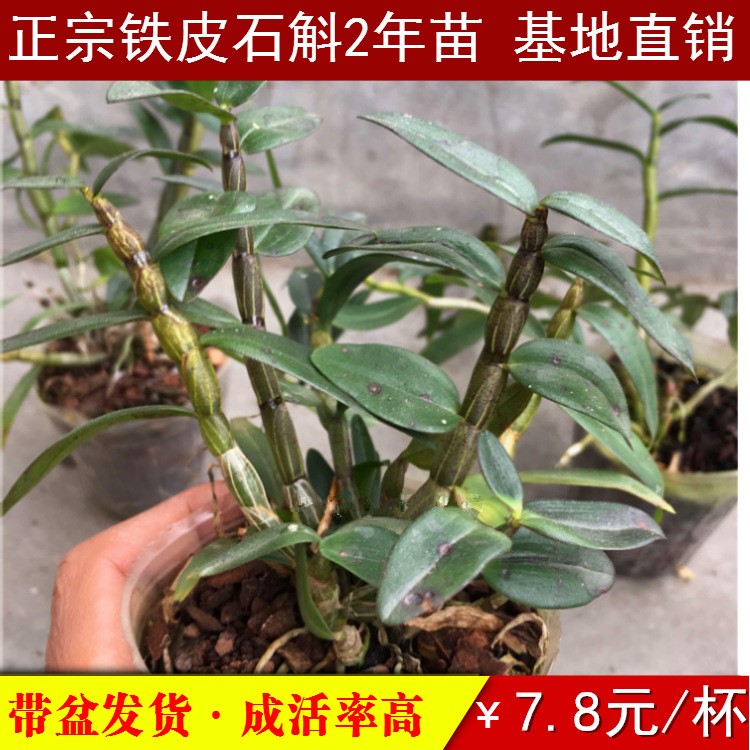 野生盆栽鐵皮石斛苗 2年馴化苗帶盆發(fā)貨成活率高紅桿軟角種植苗