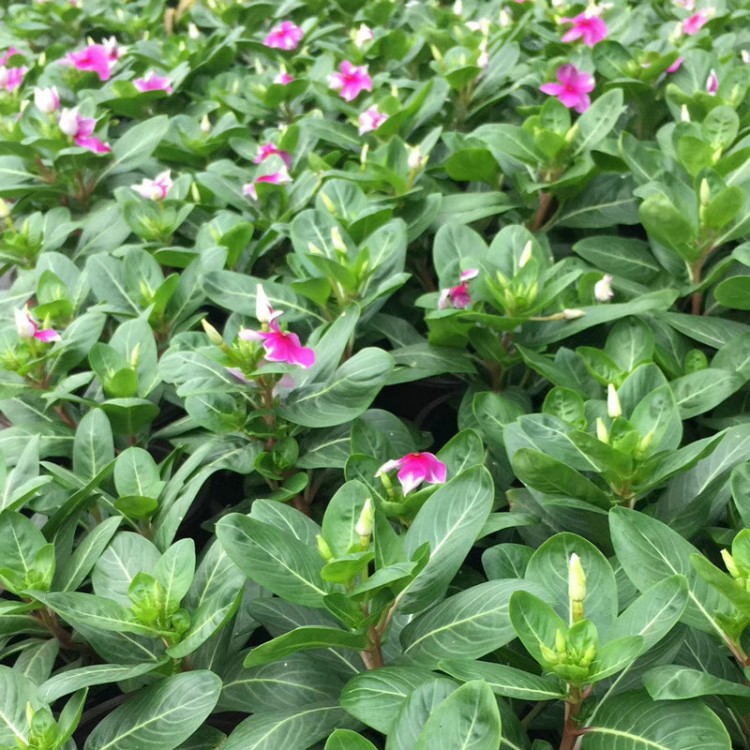 矮化日日春長(zhǎng)春花盆栽 庭院陽臺(tái)盆栽綠植四季帶花 園林綠化工程苗