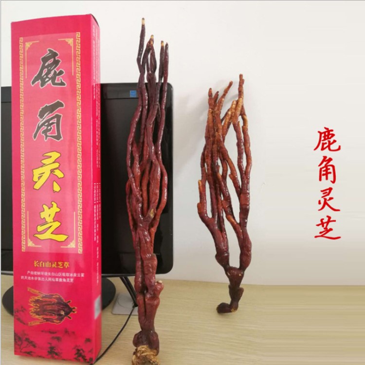 灵芝草鹿角芝鹿角灵芝礼盒装厂家直销现货批发会议营销礼品