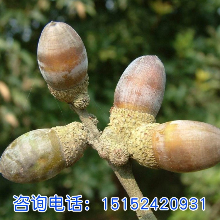 青岡櫟種子 批發花卉種子綠化種子 種子批發量大從優青岡櫟