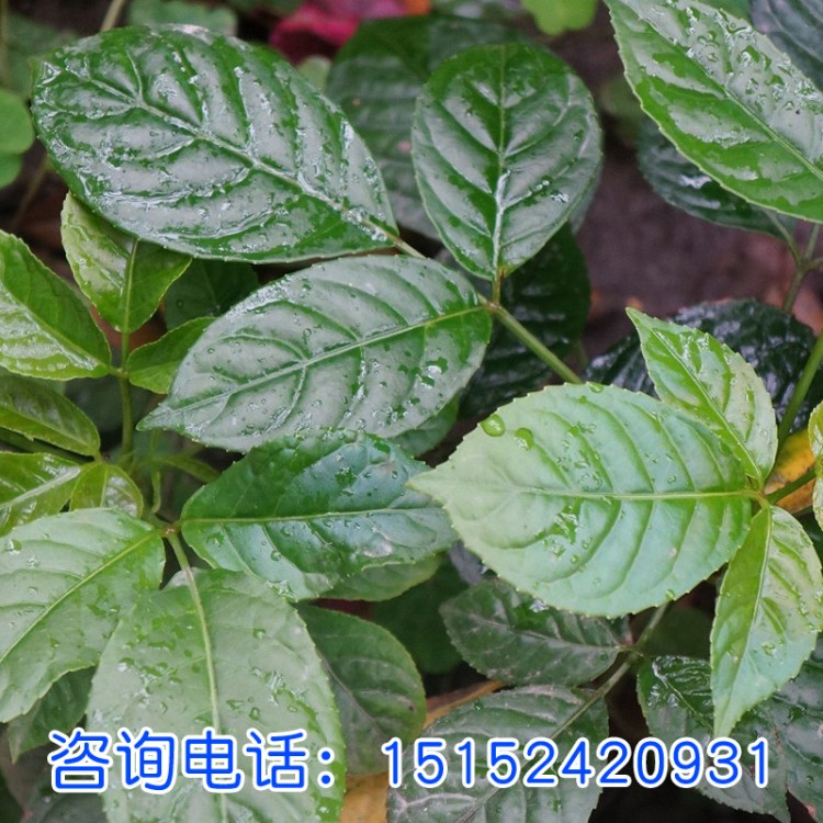 批發(fā)當(dāng)年新采種子 廠家供應(yīng)重陽木種子批發(fā) 量大價(jià)格優(yōu)惠