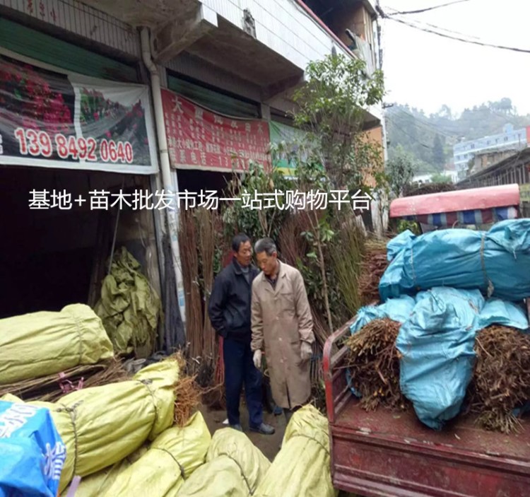 甘肅苗木批發市場 寧夏苗木批發市場 腎蕨蜈蚣草綠化苗木批發