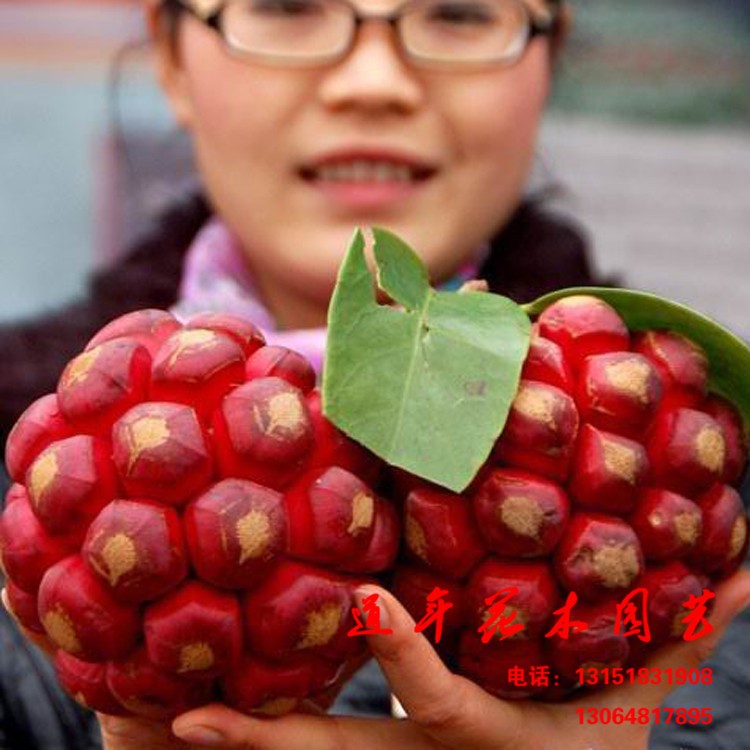 批發 果樹苗 布福娜樹苗盆栽 布福娜 黑老虎 長壽果 當年結果