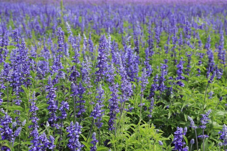 批發(fā)花卉花 種 藍(lán)花鼠尾草種鼠尾草種花海景觀種庭院種植量大優(yōu)惠