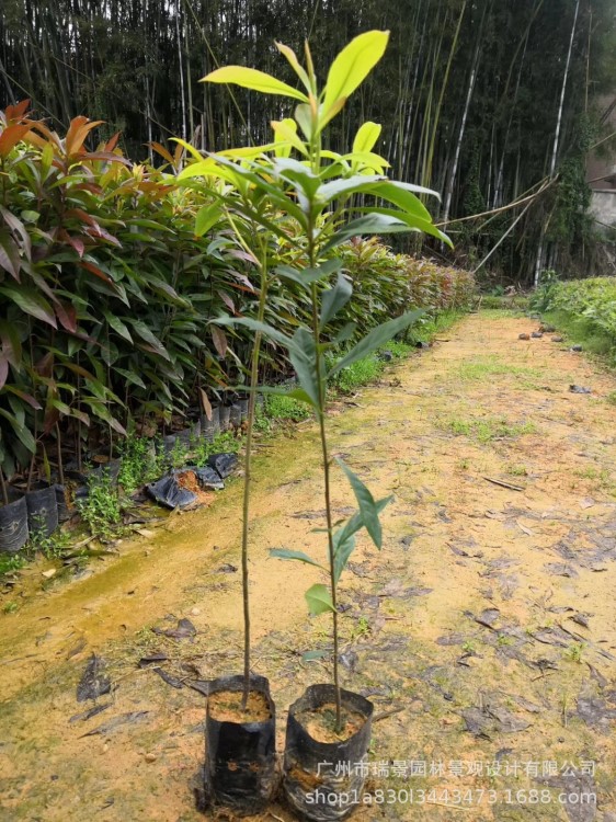 木荷苗荷木種苗基地直供 常綠喬木苗圃直供園林批發(fā)