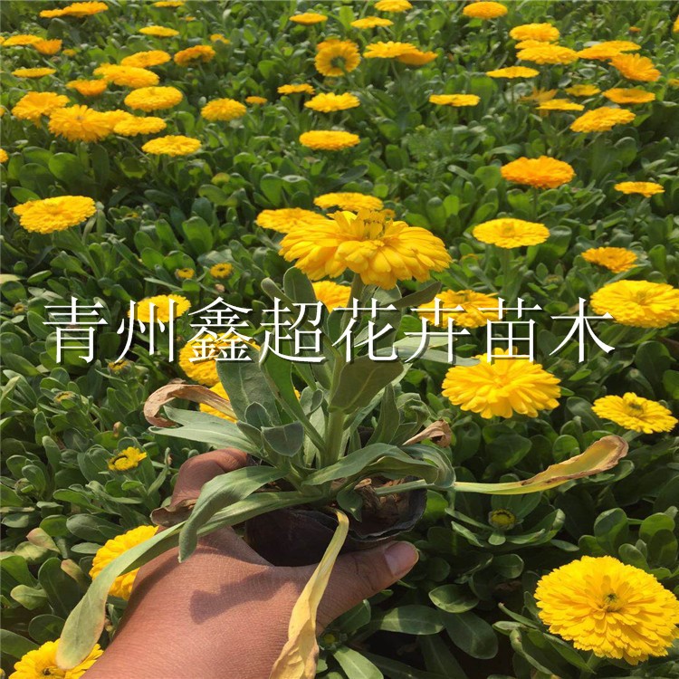 時令花卉金盞菊 營養(yǎng)缽金盞花 花壇造型草花供應