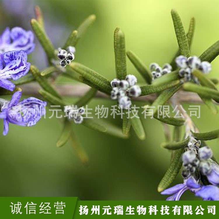廠家直供天然萃取液 迷迭香萃取原液 提取液