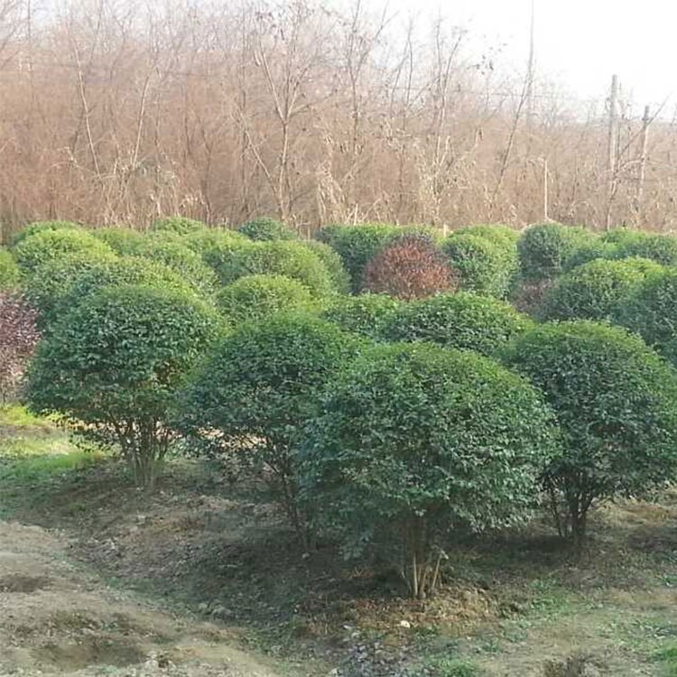 基地供應(yīng)綠化工程苗木 高桿大葉女貞小苗 造型小葉女貞 歡迎聯(lián)系