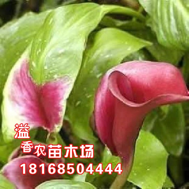 花卉彩色馬蹄蓮種球盆栽大種球粉胭當(dāng)年開花球根花卉沖冠