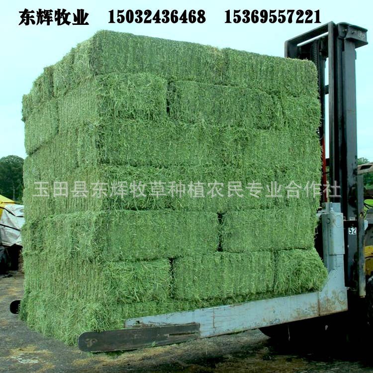 苜宿草 幼兔豚鼠荷蘭豬草糧龍貓苜宿干草 兔糧飼料兔子紫花苜蓿草