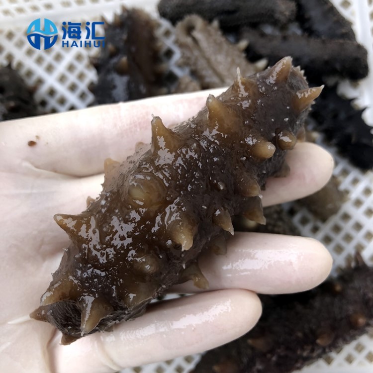 福建高刺速凍干制即食海參 冷凍水產(chǎn)福建大連低壓冷蒸仿刺參海參