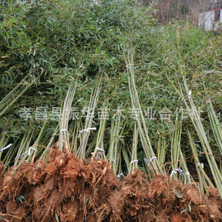 綠化工程毛竹苗庭院觀賞竹類(lèi)植物剛竹小苗 學(xué)校 工程 籬笆用竹