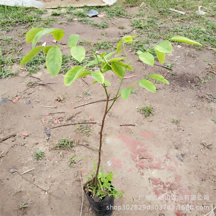 苗圃直銷(xiāo)大紅酸枝苗庭院盆栽名貴木材樹(shù)綠色植物花卉盆栽