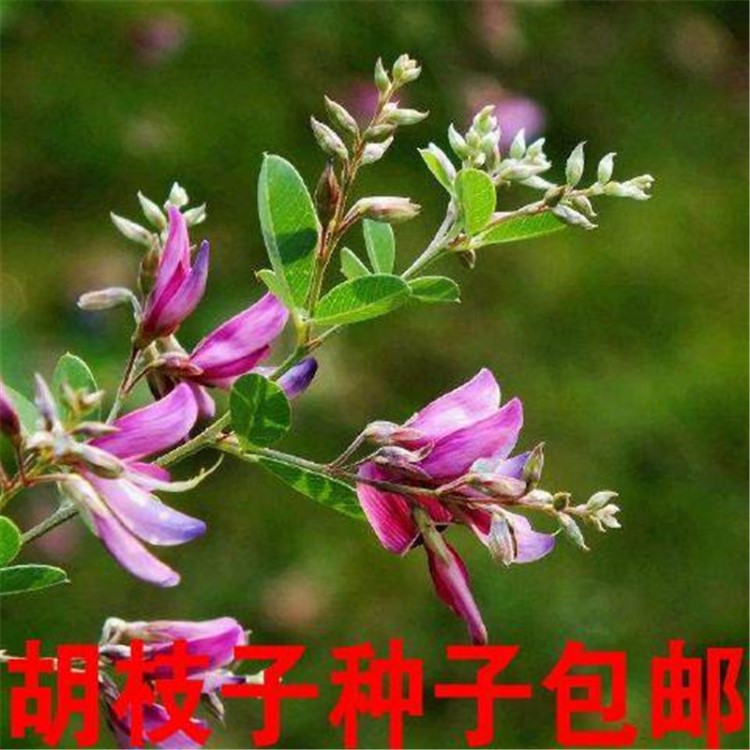 胡枝子種子 胡枝條種子 掃皮種子 隨軍茶種子260粒包郵