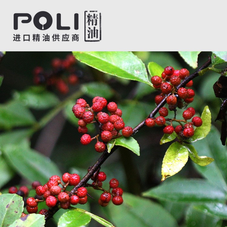 （尼泊爾）1號竹葉花椒精油 OEM精油原料配方定制【POLI/頗黎】