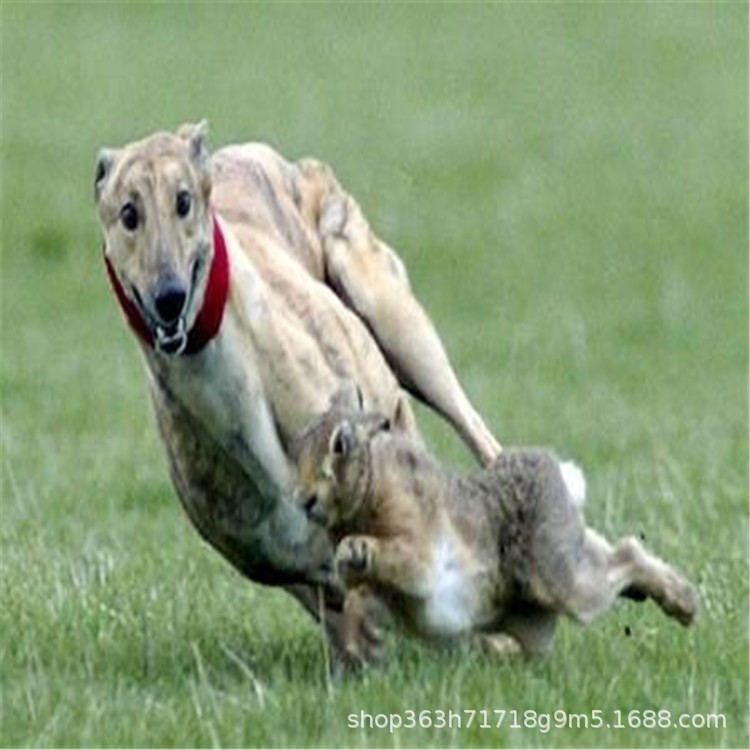 格力細狗獵兔犬狗活體幼犬惠比特細犬追兔犬靈緹犬幼犬成年獵犬