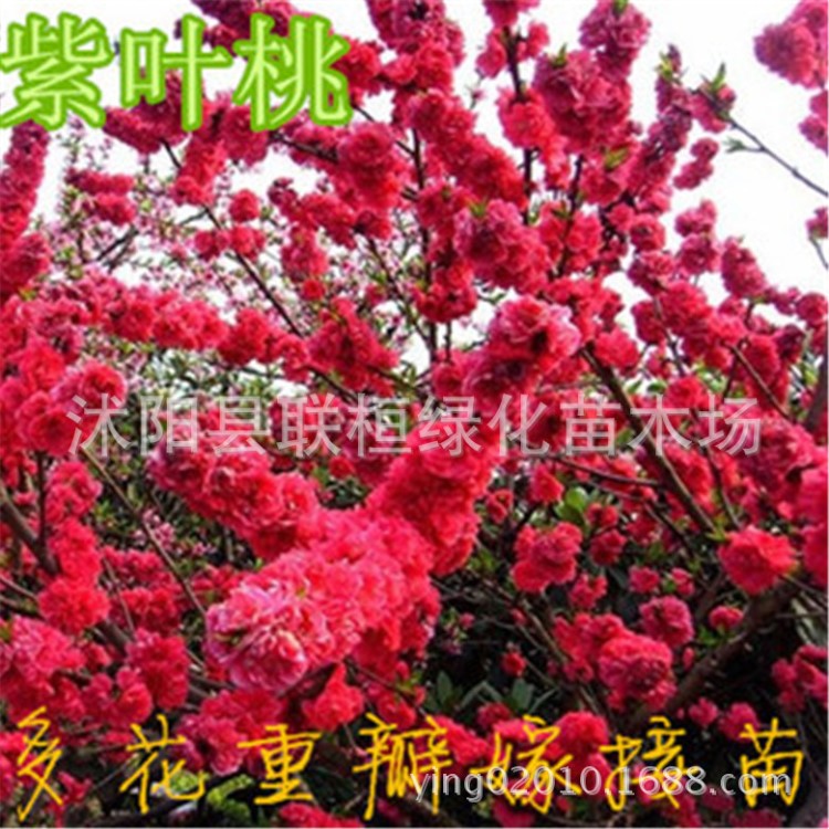 紫葉桃樹苗|紫葉桃小苗、庭院綠化苗木，紫葉碧桃,苗圃直銷中！