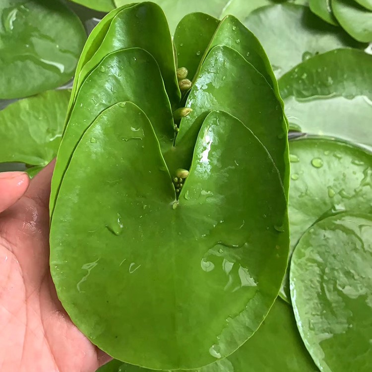 基地直銷水草浮萍 魚缸大葉植物水中蓮 客廳水培印度荇菜印度蓮