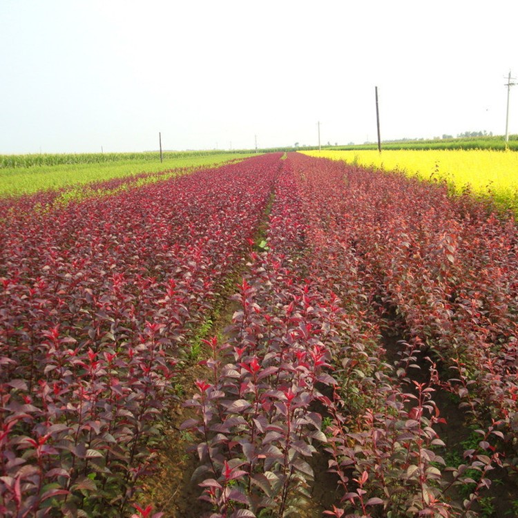 基地直銷紅葉李苗 紅葉李樹苗 批發(fā)速生紫葉李小苗 規(guī)格全