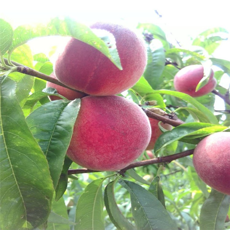 直销占地桃树苗.嫁接  .金秋蜜桃.永莲蜜桃.易成活