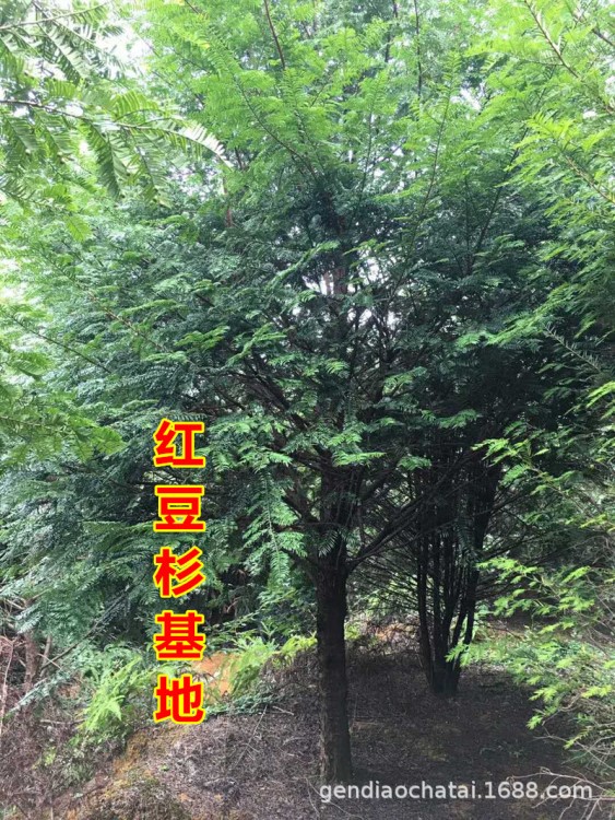 紅豆杉種苗帶土球發(fā)貨 6年-18年樹齡 南方紅豆杉樹苗價格