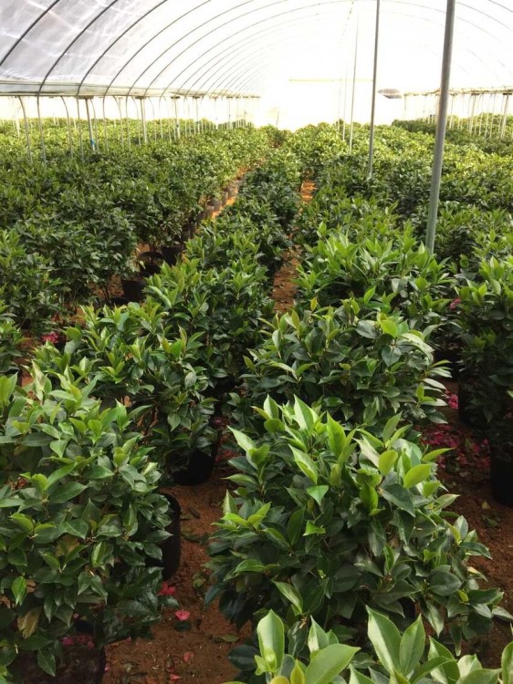 批发销售赤丹盆栽茶花成品苗带花苞茶花带花苞茶花花苗