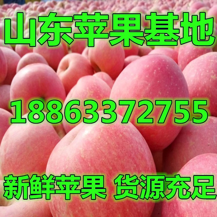 陜西禮泉蘋(píng)果價(jià)格 陜西蘋(píng)果價(jià)格 新疆蘋(píng)果批發(fā)價(jià)格 重慶蘋(píng)果價(jià)格