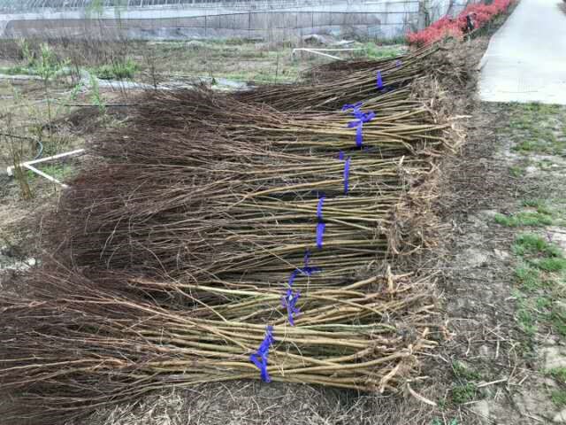 美國紫薇D1-2，天鵝絨，